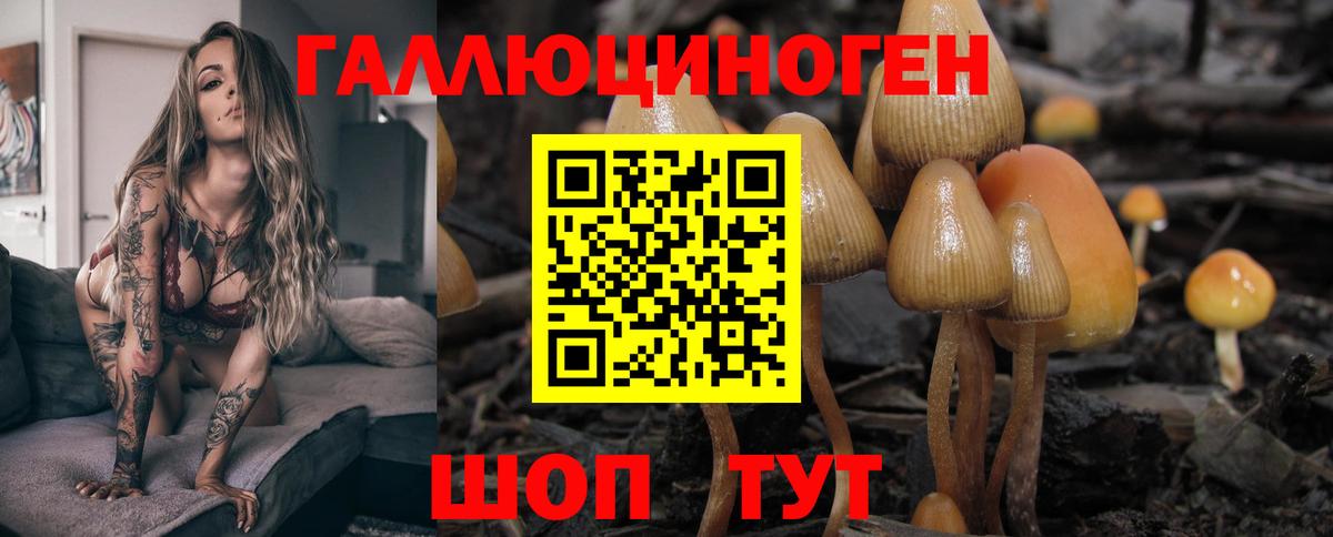 Галлюциногенные грибы Psilocybine cubensis Мурино